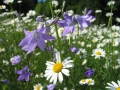 Sommerwiese