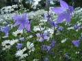 Sommerwiese