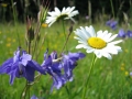 Sommerwiese