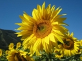 Sonnenblumen