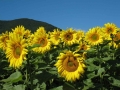 Sonnenblumen
