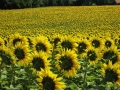 Sonnenblumen