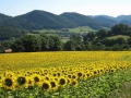 Sonnenblumen
