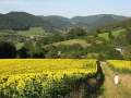 Sonnenblumen