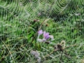Tautropfen auf Spinnfäden