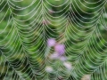 Tautropfen auf Spinnfäden