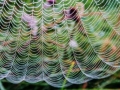 Tautropfen auf Spinnfäden