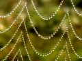 Tautropfen auf Spinnfäden