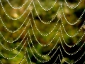 Tautropfen auf Spinnfäden