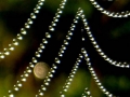Tautropfen auf Spinnfäden