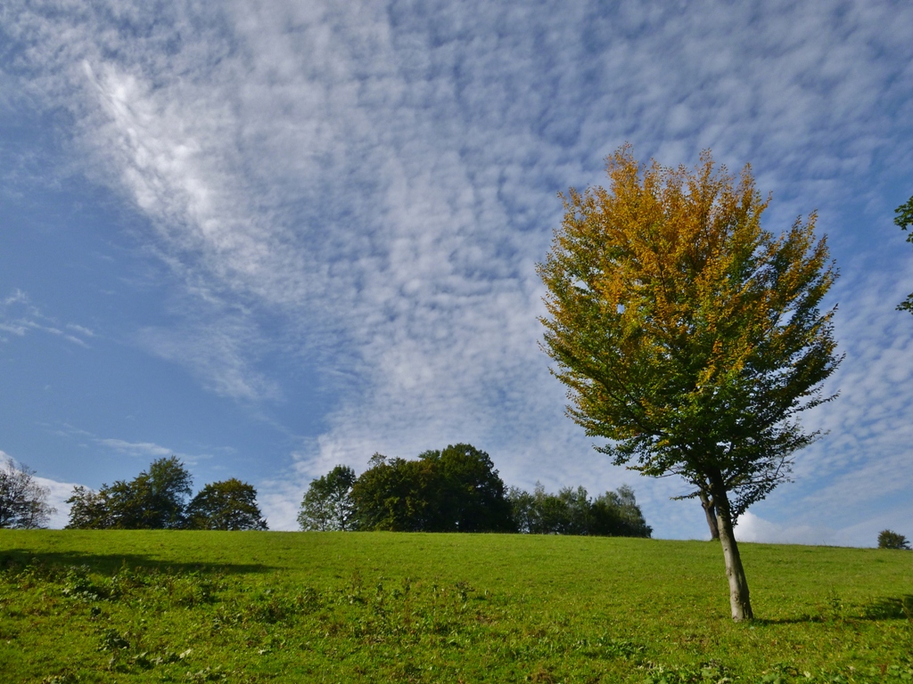 Beginnende herbstliche Verfärbung