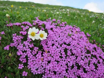 10.06.2015.schneealpe.8-2